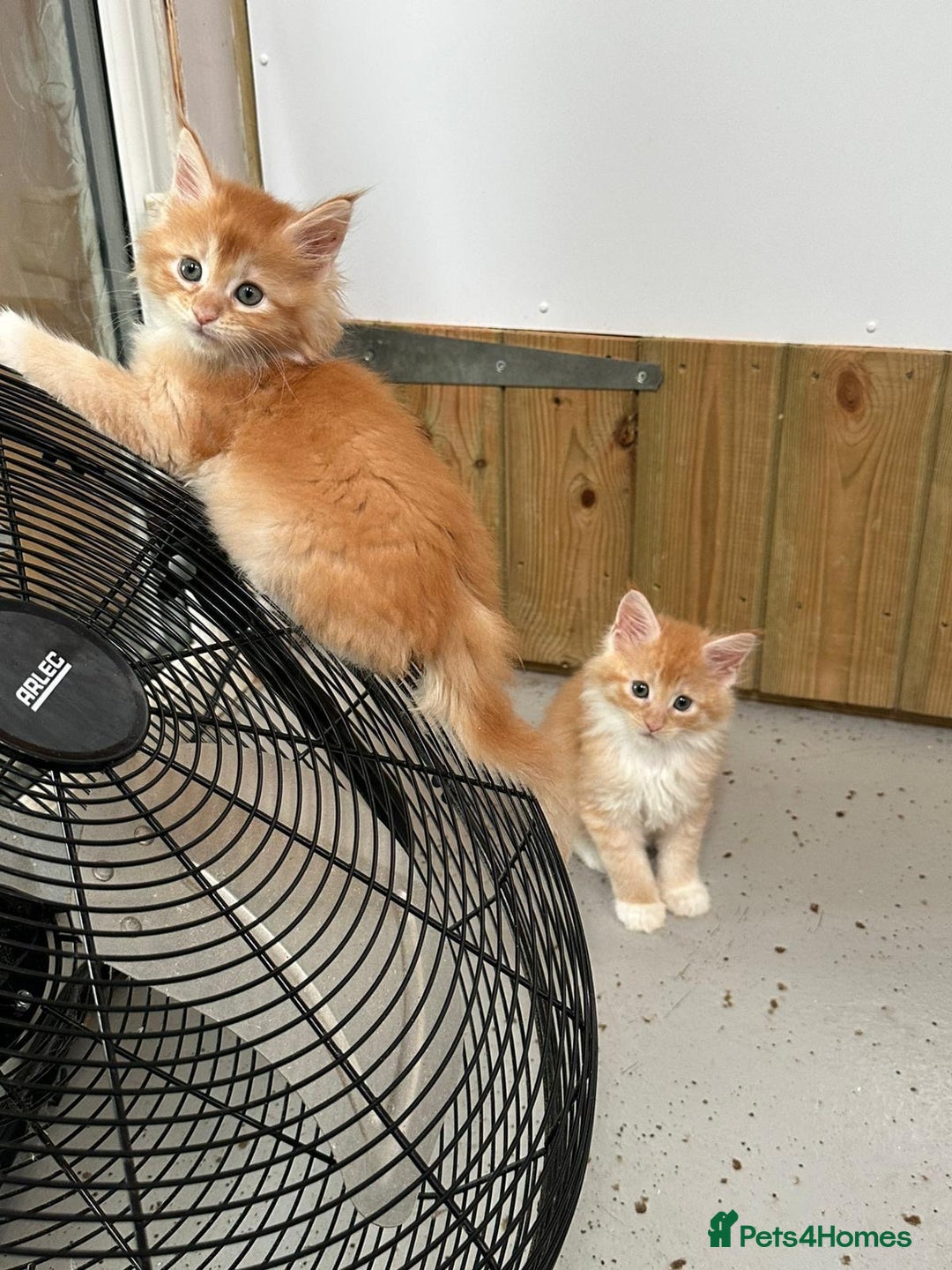 Maine Coon cats for sale: Red Maine coon female kittens, TICA reg - Image 17