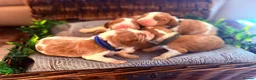 Cavalier King Charles Spaniel dogs for sale: HEALTH TESTED CLEAR cavalier puppies  - Advert 8
