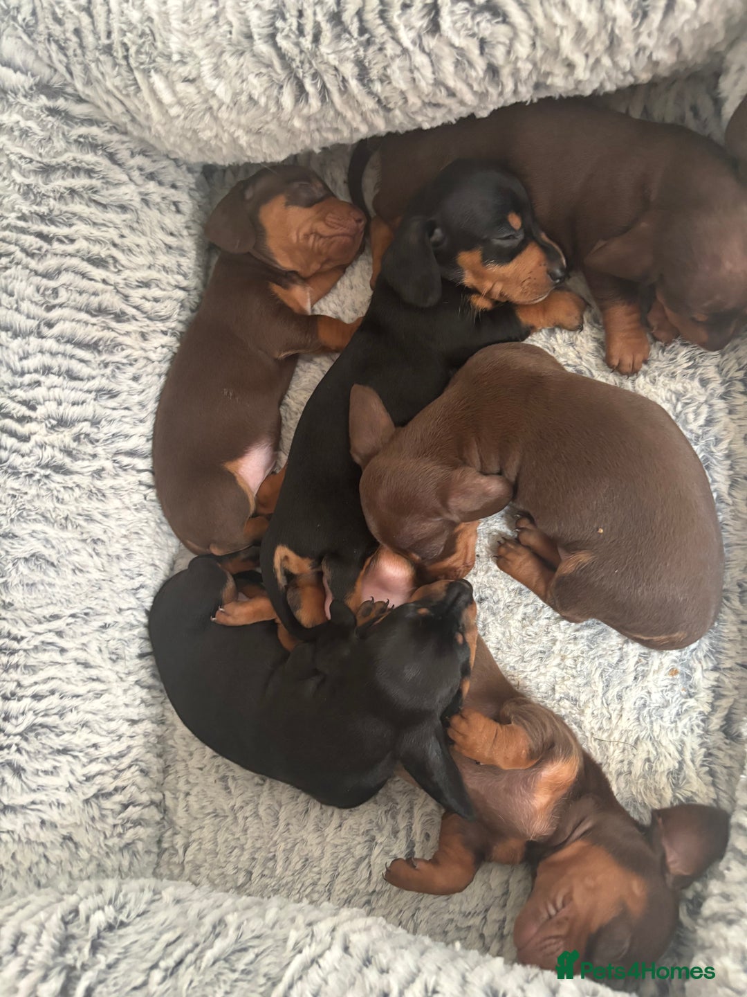 Dachshund dogs for sale: 6 Beautiful sausage puppies!  - Image 5