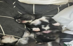 Mixed Breed dogs for sale: Chowski pups for sale - Image 17