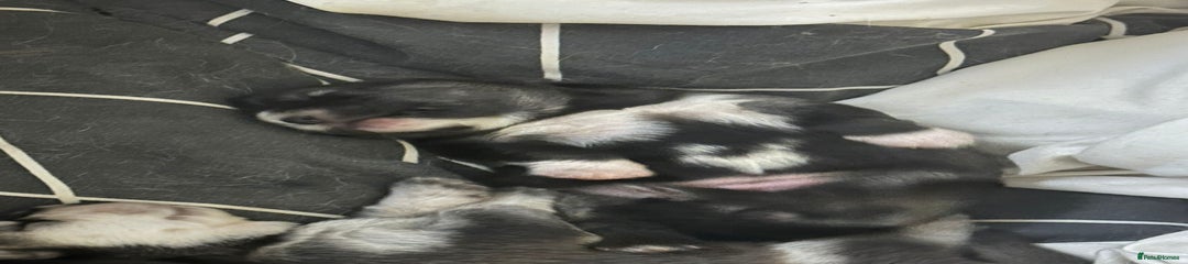 Mixed Breed Puppy 5
