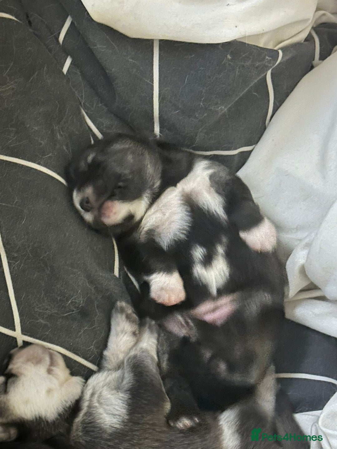 Mixed Breed dogs for sale: Chowski pups for sale - Image 17
