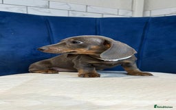 Miniature Dachshund dogs for sale: Miniature Dachshunds  - Advert 1