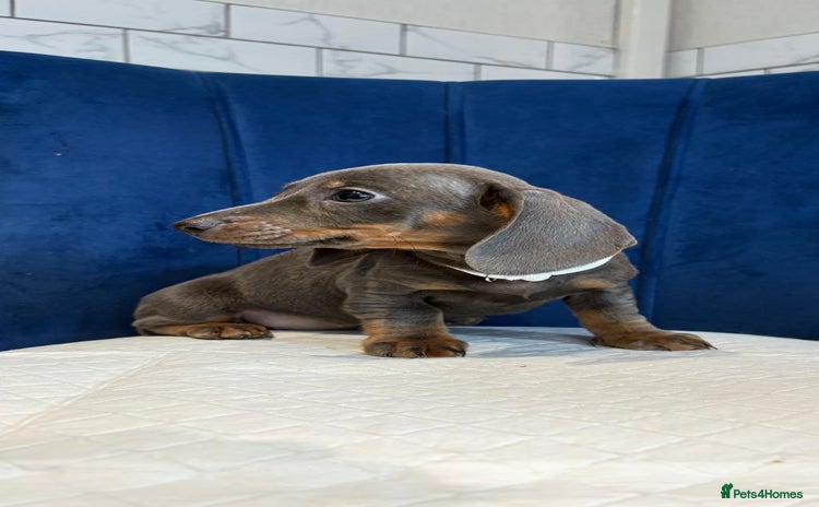 Miniature Dachshund dogs Miniature Dachshunds  - Advert 7