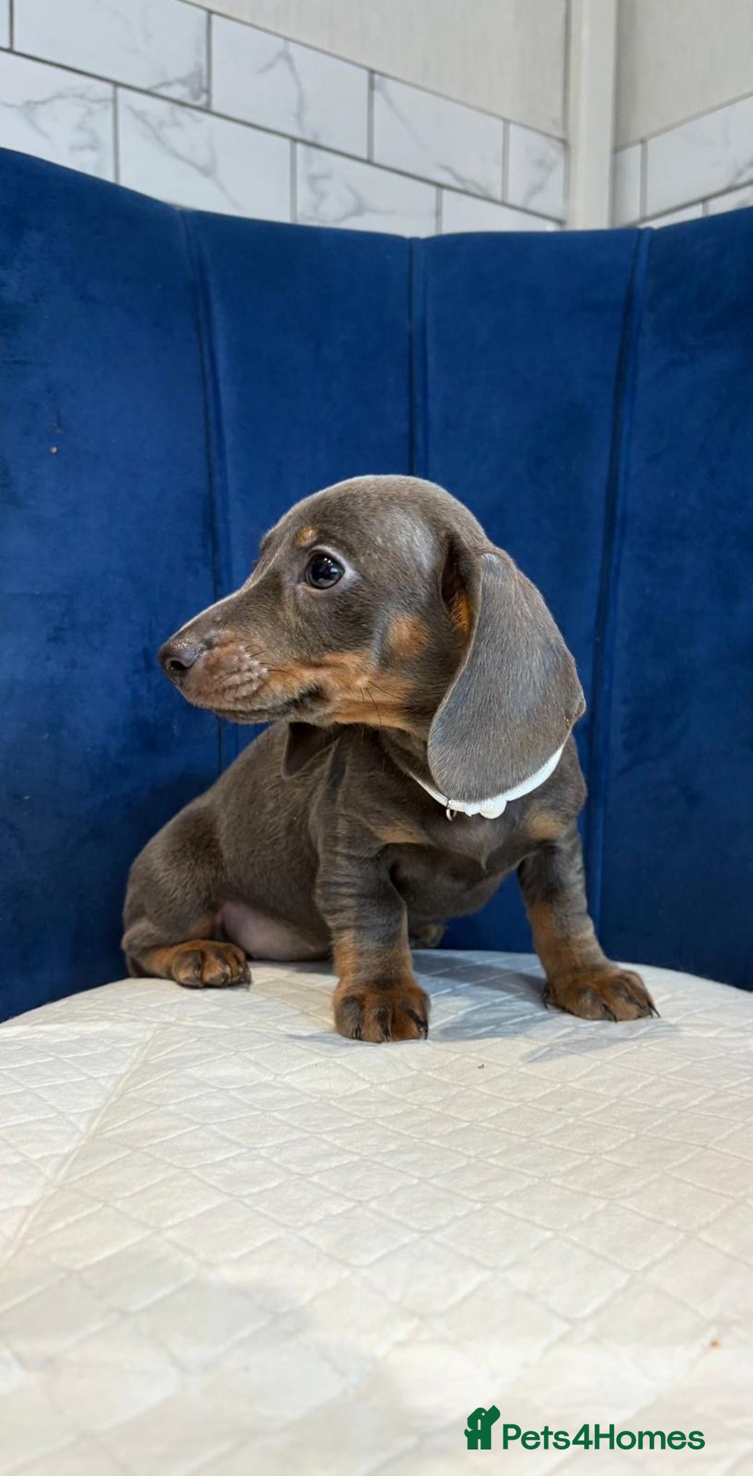 Miniature Dachshund dogs for sale: Miniature Dachshunds  - Advert 1