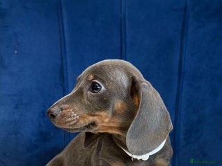 Miniature Dachshund dogs Miniature Dachshunds - Advert 2