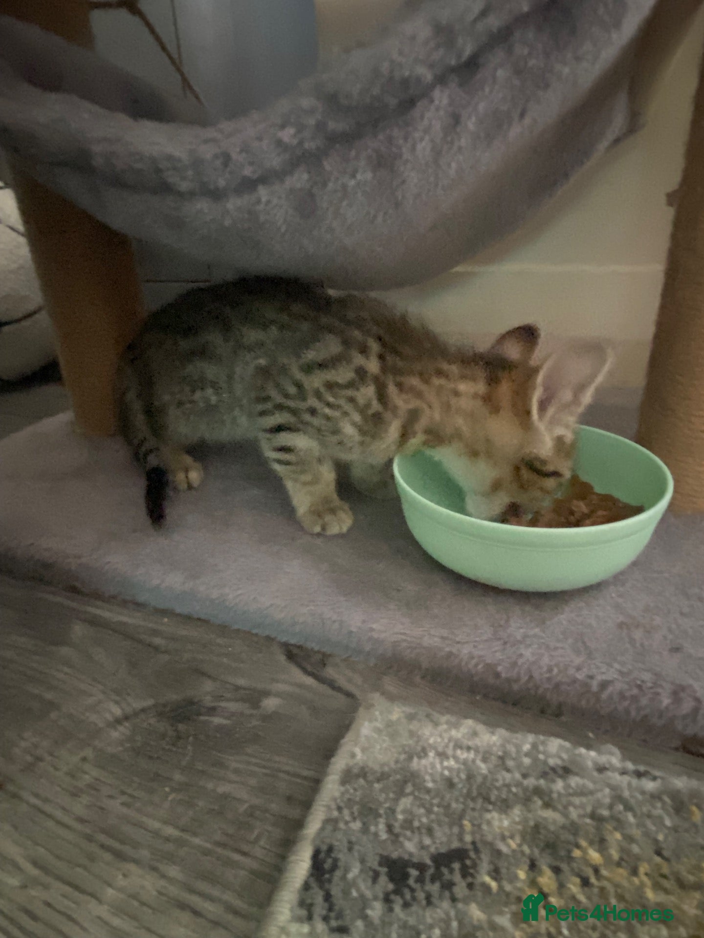 Savannah cats Kitten female savannah  - Advert 2
