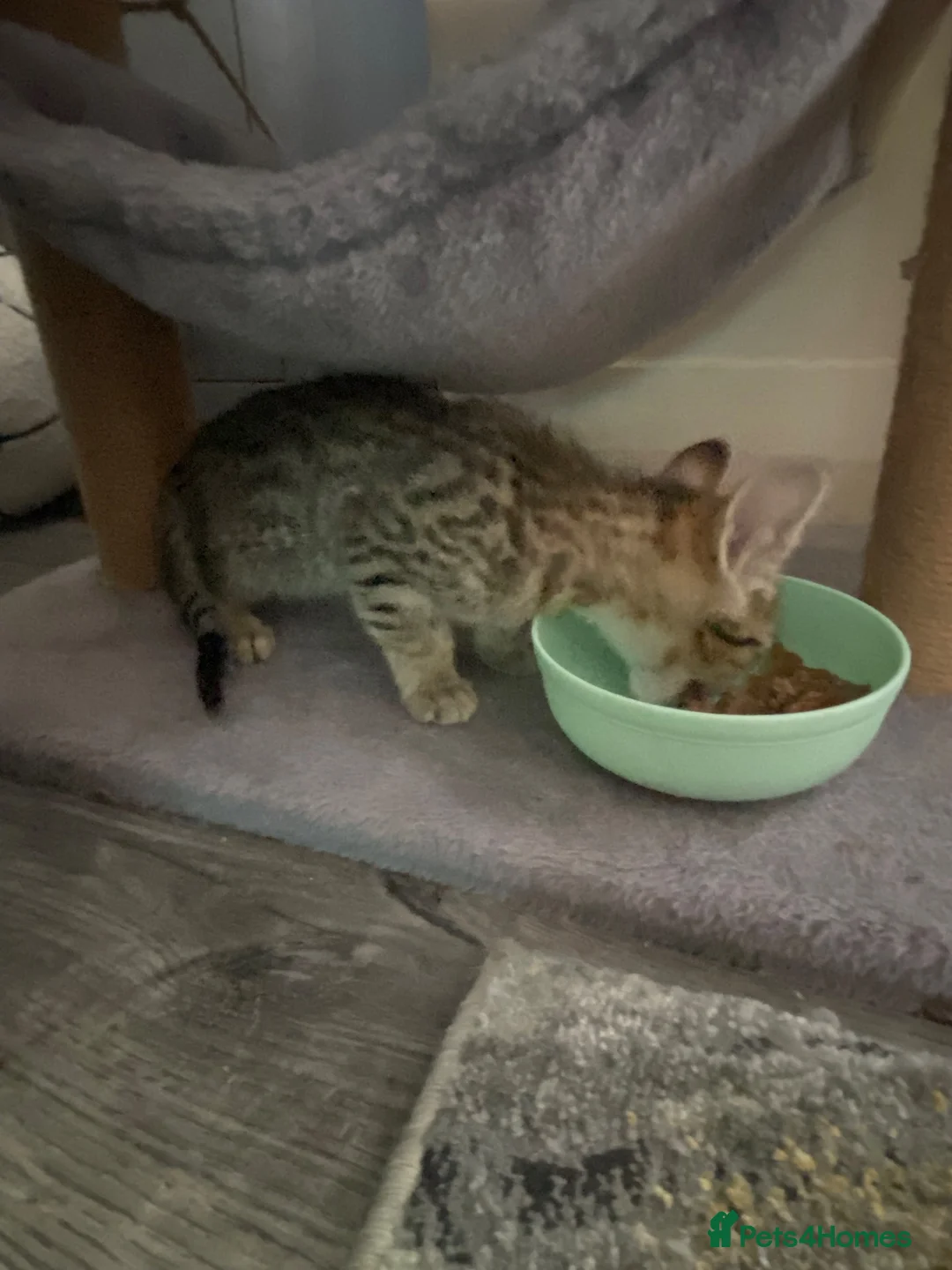 Savannah cats for sale: Kitten female savannah  - Advert 1