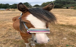 Irish Cob horses for sale: Buddy - Image 2