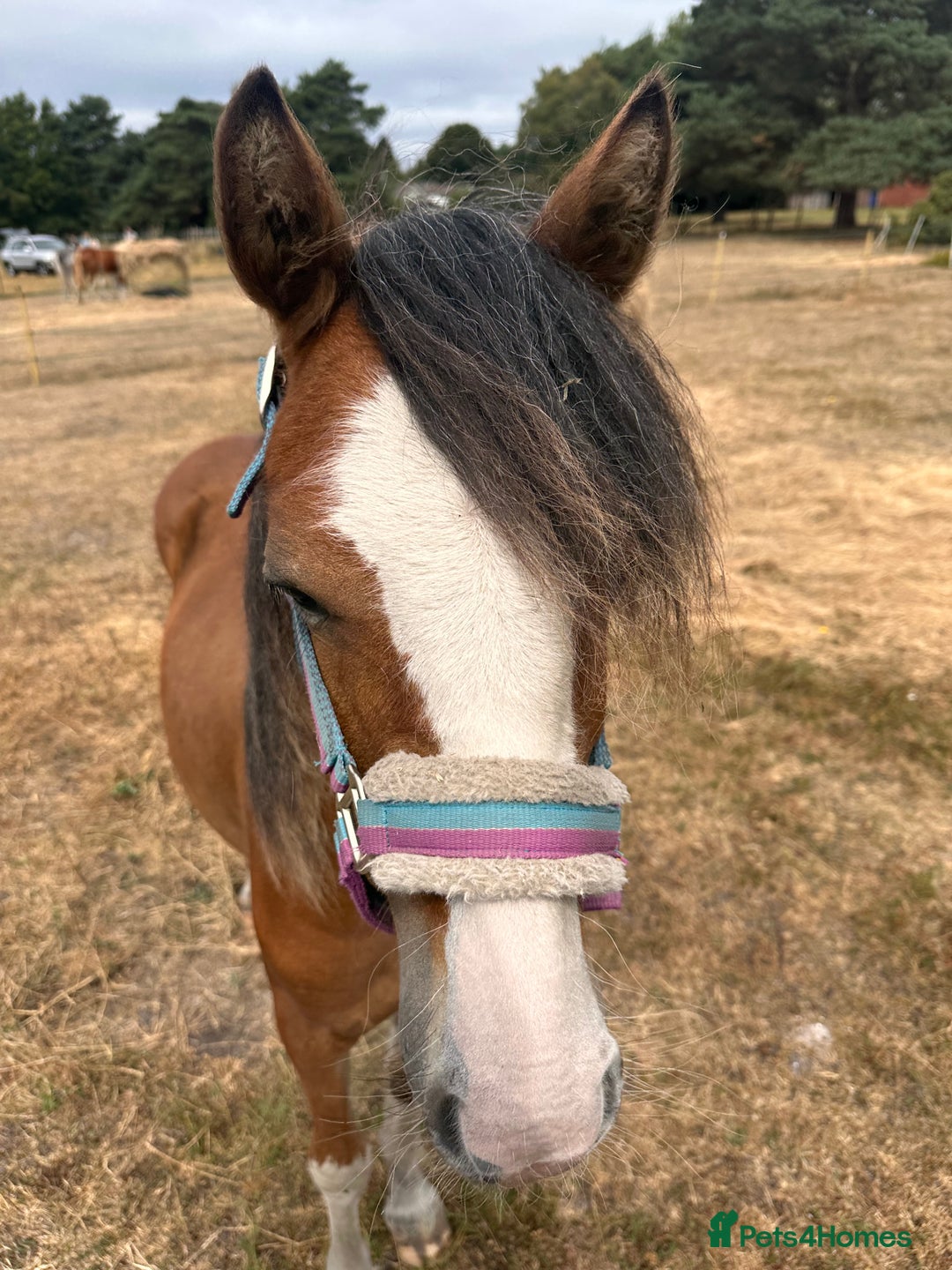 Irish Cob horses for sale: Buddy - Image 2