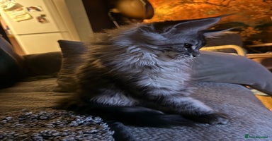 Maine Coon cats - Advert 7