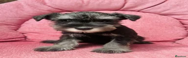 Miniature Schnauzer 3