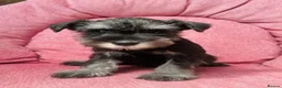 Miniature Schnauzer dogs for sale: KC registered Minature schnauzer puppies - Advert 5