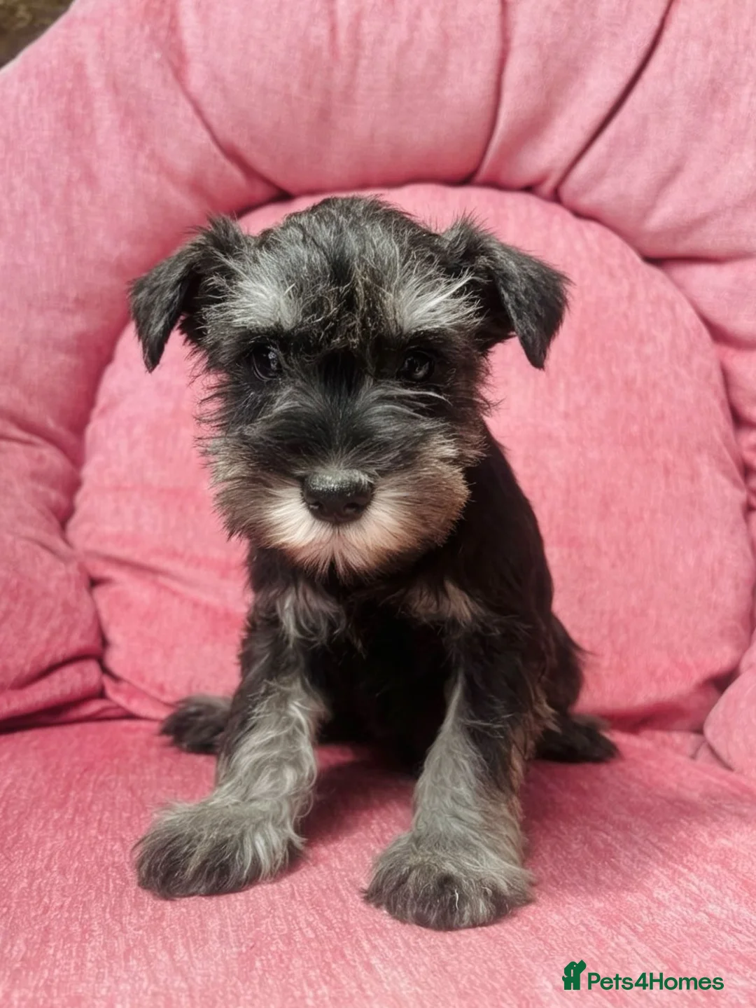 Miniature Schnauzer dogs for sale: KC registered Minature schnauzer puppies - Advert 5