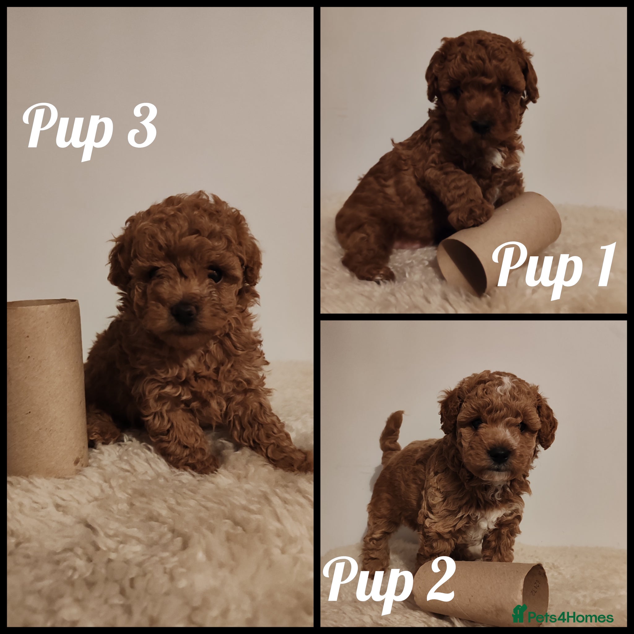 Maltipoo dogs *3 left* Toy Asian Maltipoo puppies born 14/02/26 - Advert 7