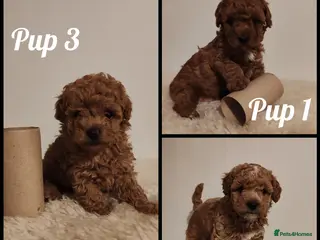 Maltipoo dogs *3 left* Toy Asian Maltipoo puppies born 14/02/26 - Advert 7