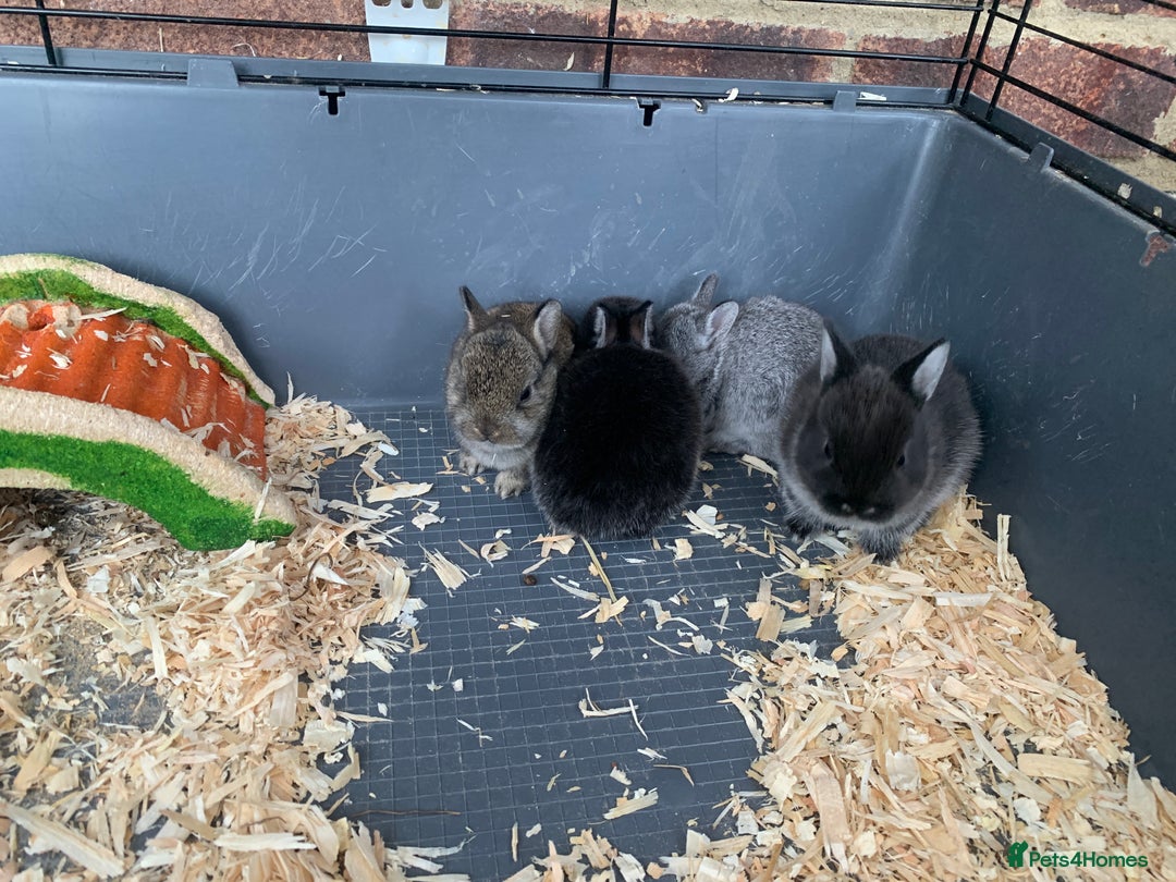 Netherland Dwarf rabbits for sale: Gorgeous Netherland Dwarf Rabbits - Ready in Sept - Image 4