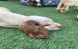 Cocker Spaniel dogs for sale: ❤️Gorgeous, Happy, Healthy, Spaniel babies 💙 - Image 7