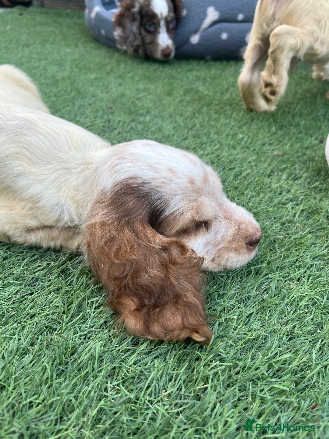 Cocker Spaniel dogs for sale: ❤️Gorgeous, Happy, Healthy, Spaniel babies 💙 - Image 7