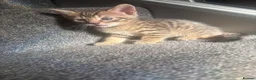 Bengal cats for sale: 🐾Stunning Bengal Kittens ready for Loving Homes🐾 - Advert 3