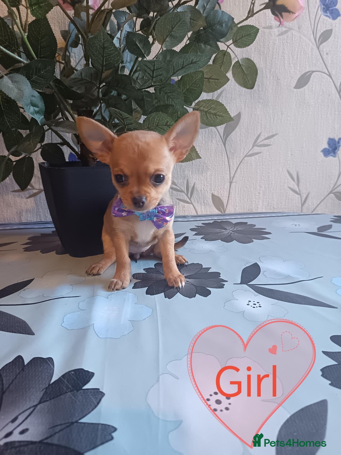 Chihuahua dogs Chihuahua puppies - Advert 10