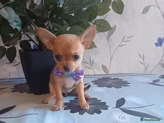 Chihuahua dogs Chihuahua puppies - Advert 10