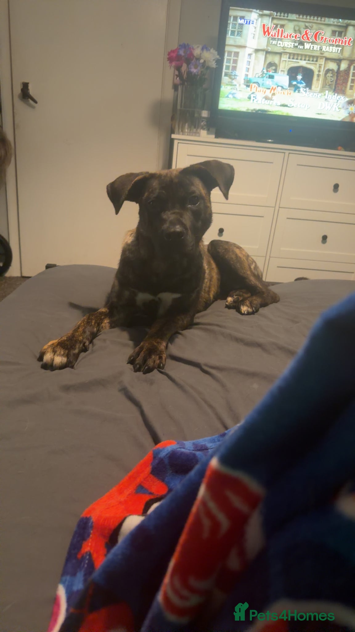 Mixed Breed dogs 11 month old Cane Corso x Presa Canario for sale - Advert 1