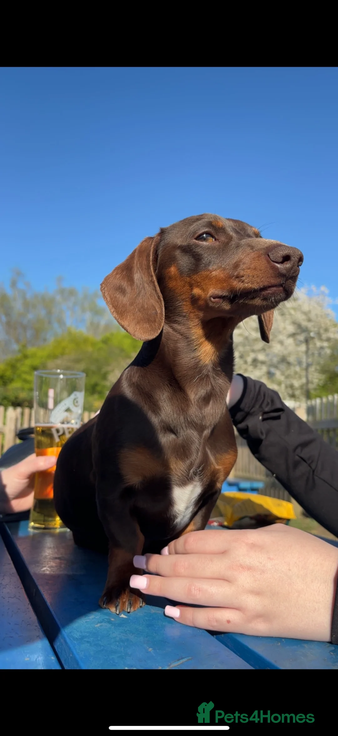 Miniature Dachshund dogs for stud: PICKLE FOR STUD ONLY - Advert 1