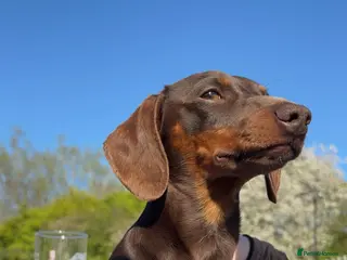 Miniature Dachshund dogs PICKLE FOR STUD ONLY - Advert 1