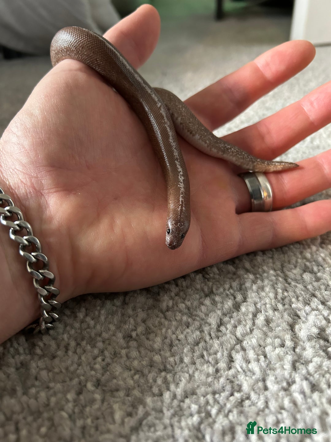 Snake reptiles for sale: Anery stripe Kenyan sand boa CB22 - Advert 4