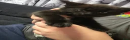 British Longhair cats for sale: Female black kitten - Advert 10