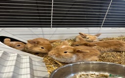 Mini Lop rabbits for sale: Mini lop babies for sale. Ready October 18th - Image 7