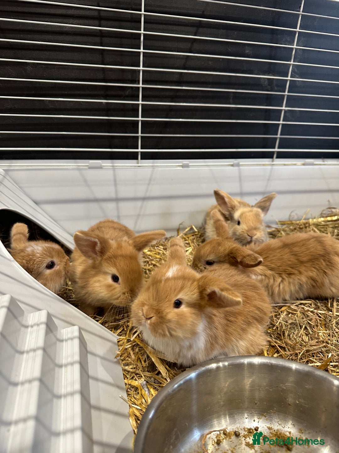 Mini Lop rabbits for sale: Mini lop babies for sale. Ready October 18th - Image 7
