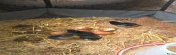 Mixed Breed poultry for sale: Fertile hatching Quail and chicken eggs in Swansea - Advert 4