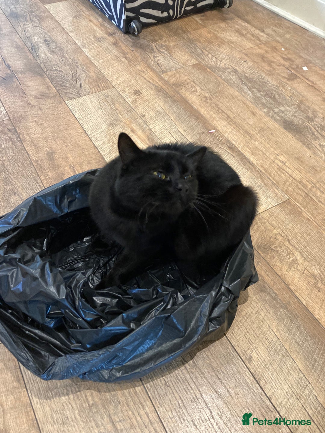 British Shorthair cats for sale: BLACK BRITISH SHORT HAIR CAT (comes with cat food) - Image 12