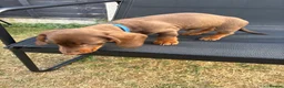 Miniature Dachshund dogs for sale: Stunning KC Miniature Dachshunds - Advert 23