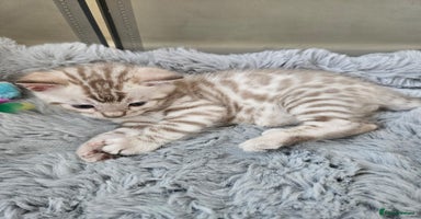 Bengal cats - Advert 16
