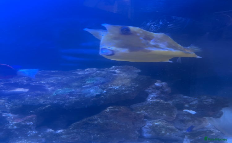 Other/Mixed Breed fish - Advert 1