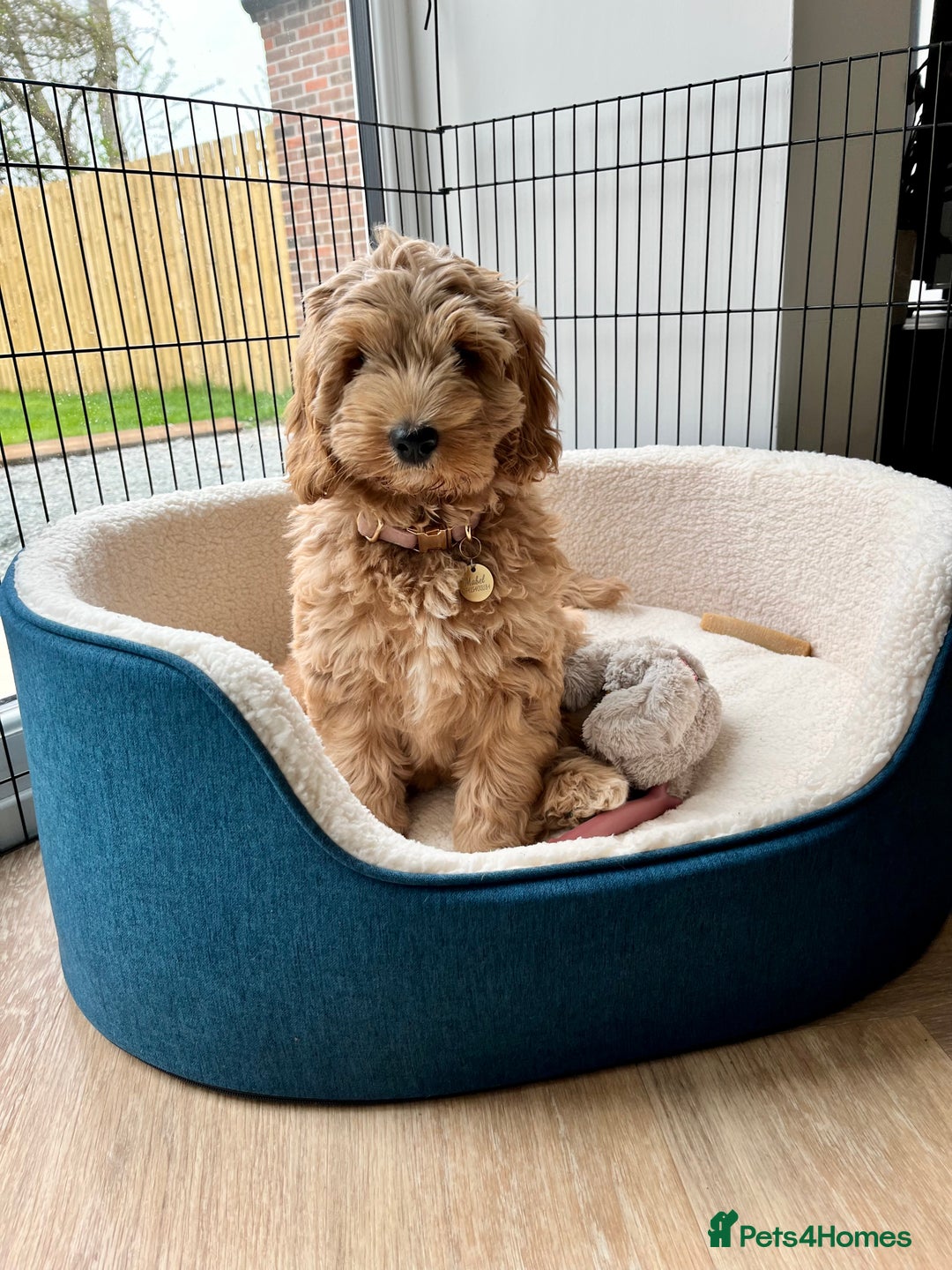 Australian Labradoodle dogs for sale: Multigen Australian Labradoodle Puppies  - Advert 5