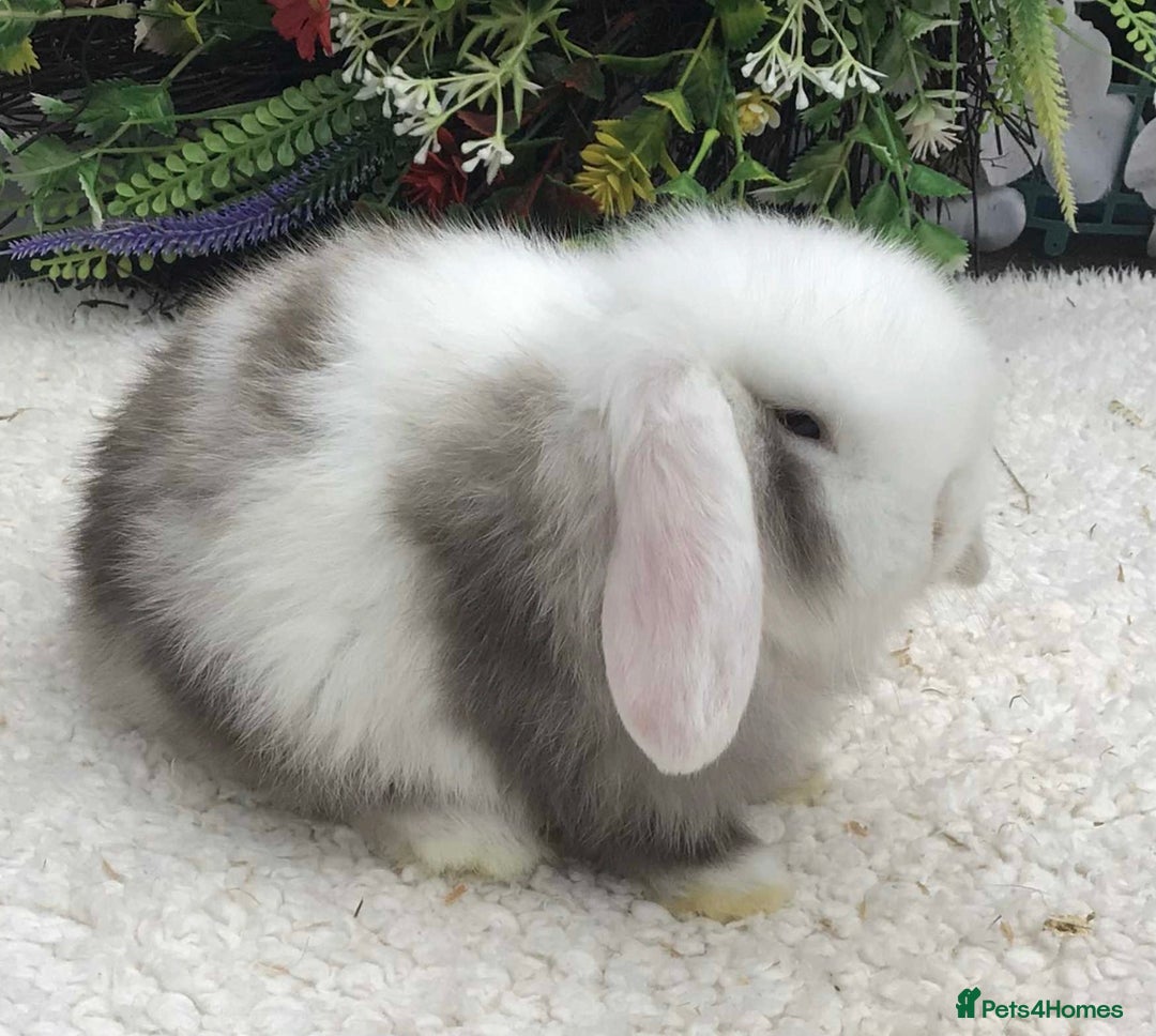Mini Lop rabbits for sale: Mini lop buck - Advert 5