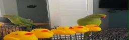 Ringnecks birds for sale: Ringneck baby parrot to go in Coventry - Advert 6