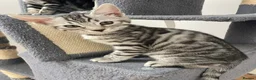 Bengal cats for sale: Bengal X READY NOW  - Advert 2