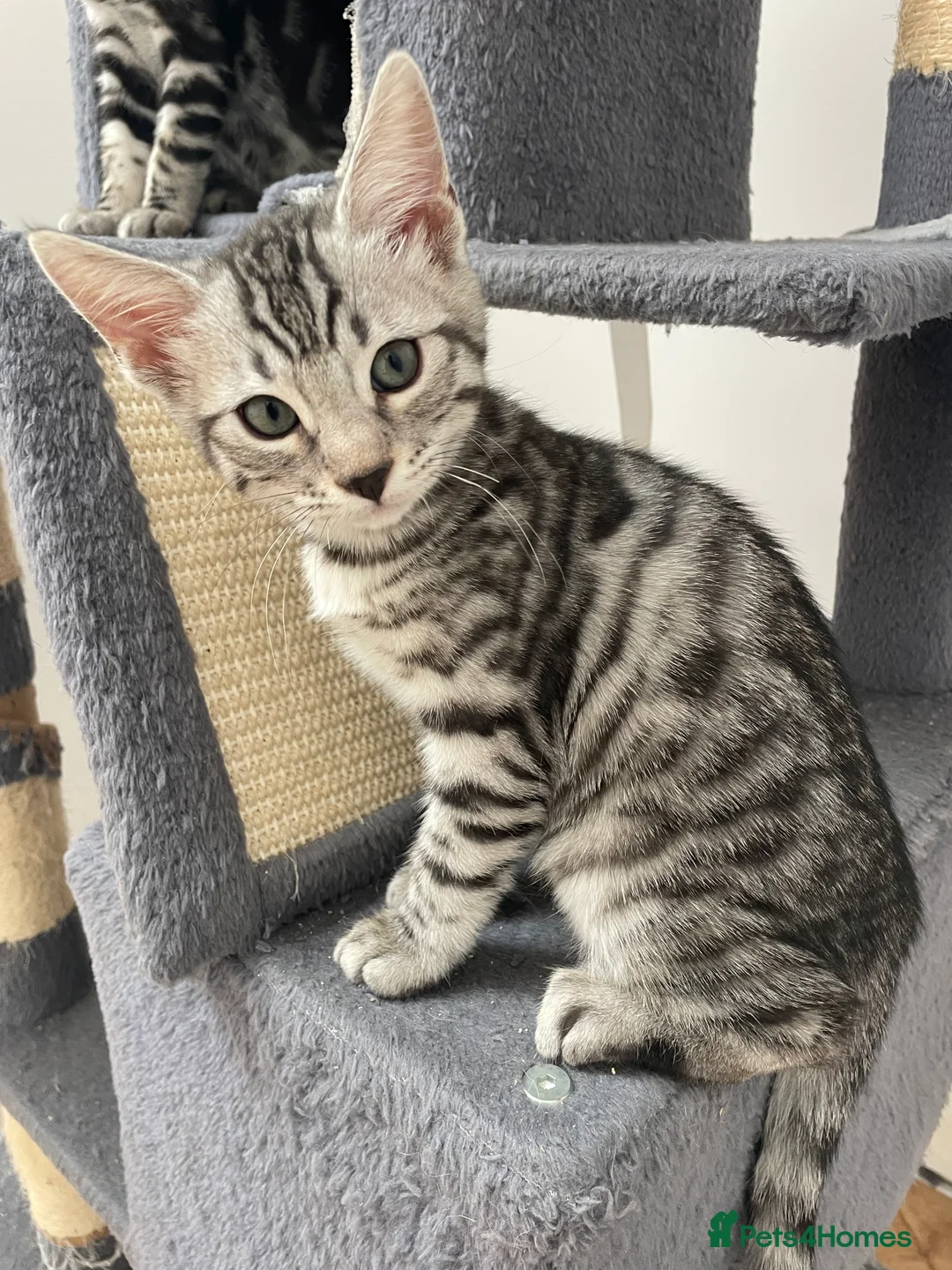 Bengal cats for sale: Bengal X READY NOW  - Advert 2