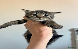 Bengal cats for sale: Beautiful Charcoal Bengal Female Kittens 🐾  - Image 3