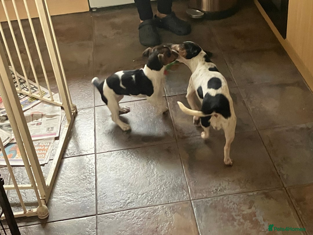 Jack Russell dogs for sale: Jack Russell  - Advert 2