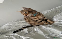 Bengal cats for sale: Beautiful bengal girl  - Image 5