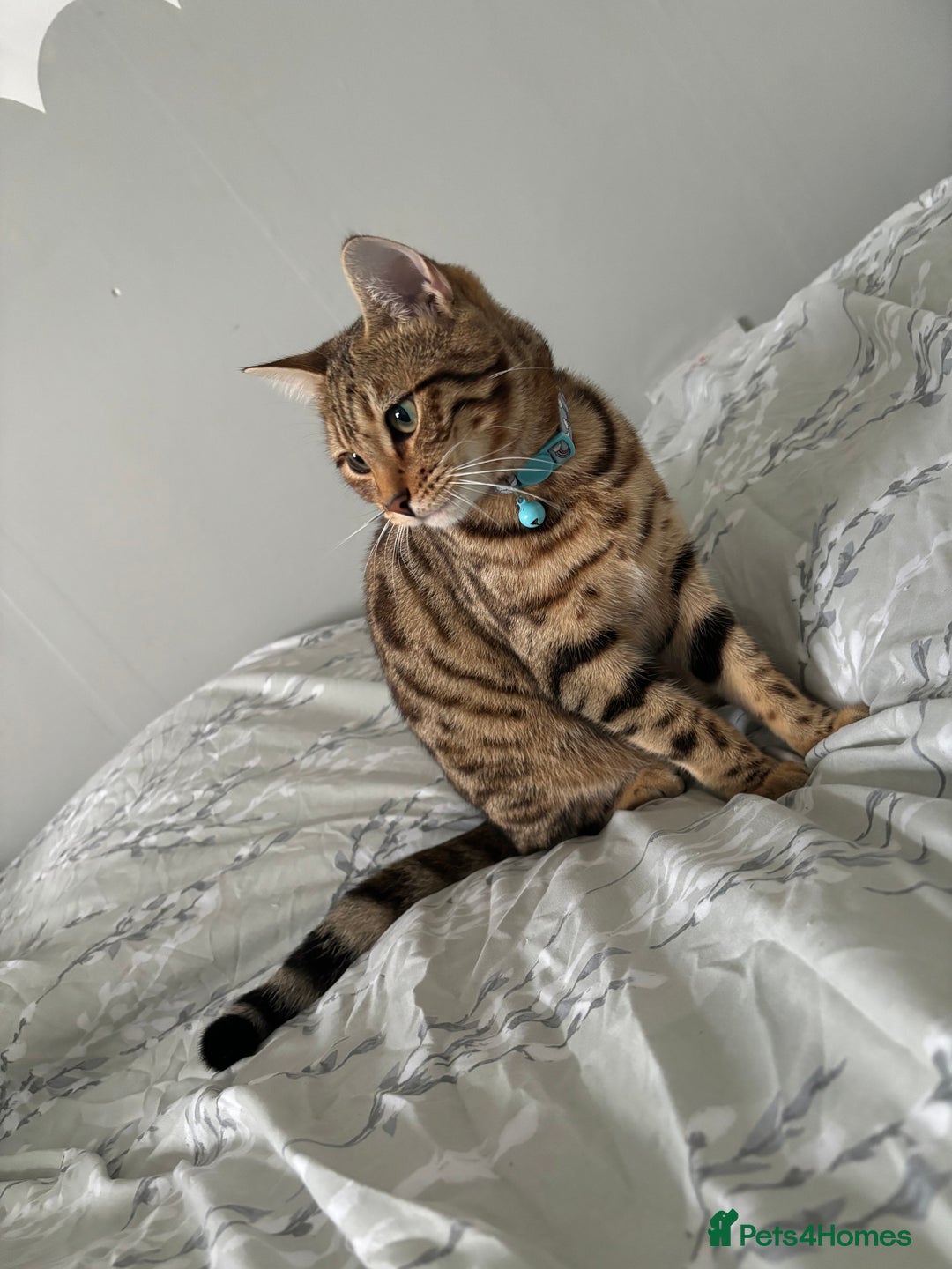 Bengal cats for sale: Beautiful bengal girl  - Image 5