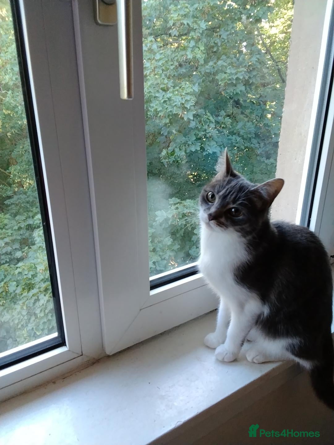 Mixed Breed cats Selling my 2 cat  - Advert 11