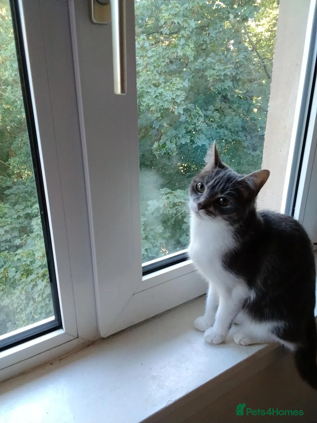 Mixed Breed cats for sale: Selling my 2 cat  - Advert 1
