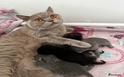 British Shorthair cats for sale: Beautiful British Shorthair Kittens - Image 7